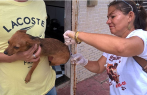 Campanha de Vacinação Antirrábica em Juazeiro segue até outubro