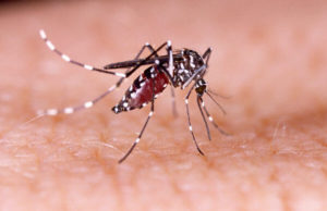 Dengue causa preocupação em Santa Maria da Vitória