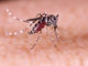 Butantan aponta que vacina contra chikungunya apresenta eficácia de 96%