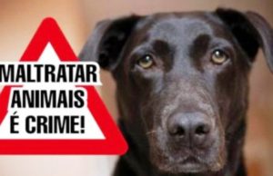 Moradores denunciam envenenamento de cachorros em Coribe