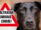 Moradores denunciam envenenamento de cachorros em Coribe