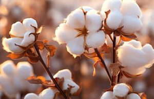 Carga de algodão é destruída pelo fogo em Guanambi