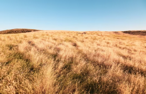 Produtores de Feira da Mata registra prejuízos com a seca